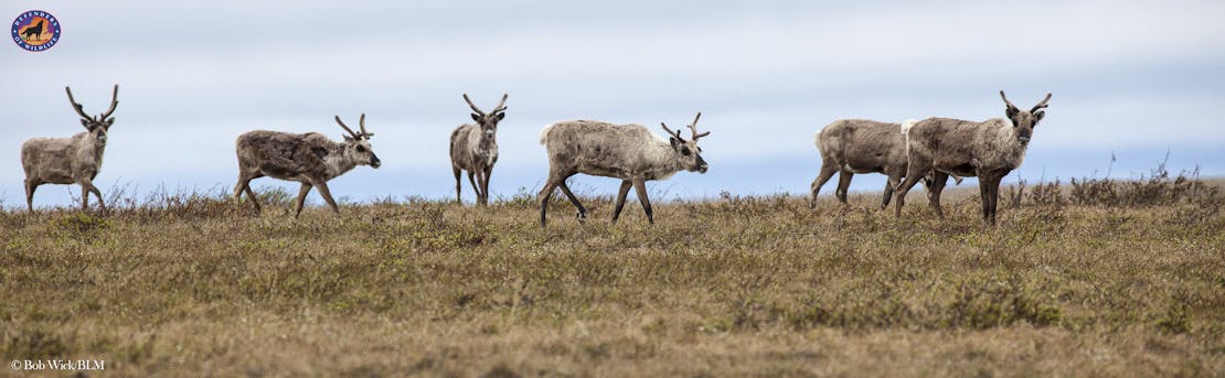 Caribou in the NPRA