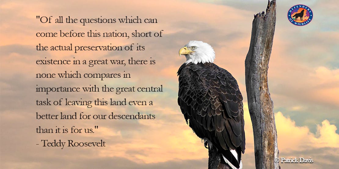 Teddy Roosevelt Quote with Bald Eagle