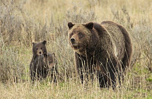 Grizzly Bear with cubs