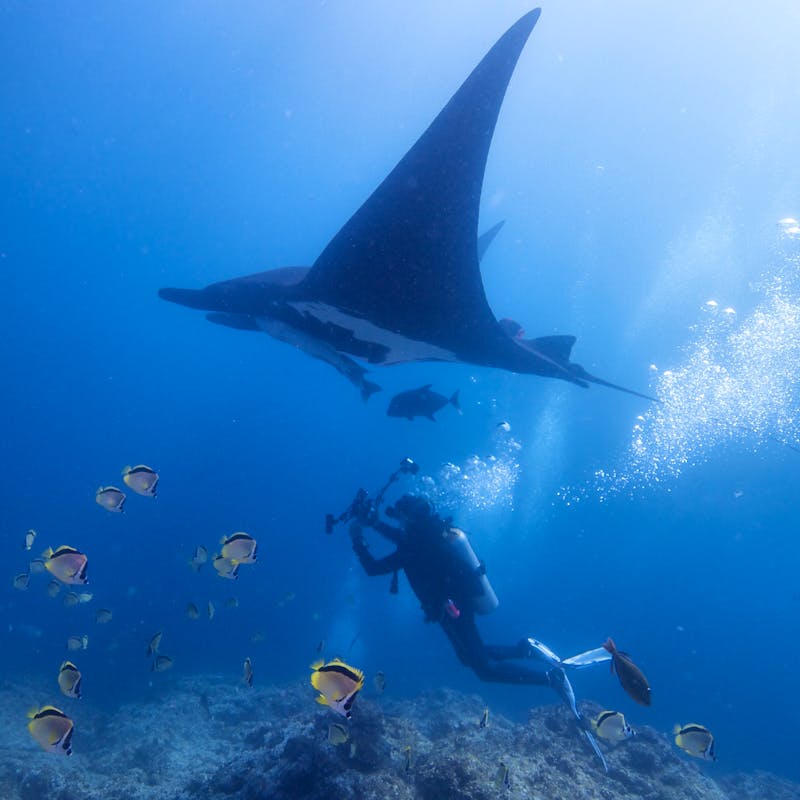 Giant Manta Ray