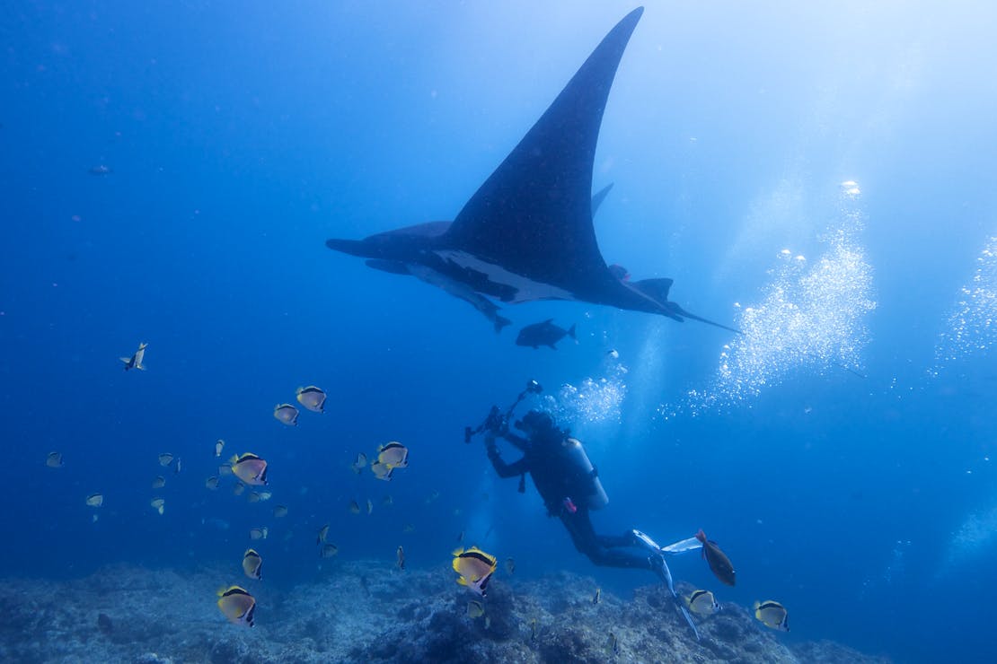 Giant Manta Ray