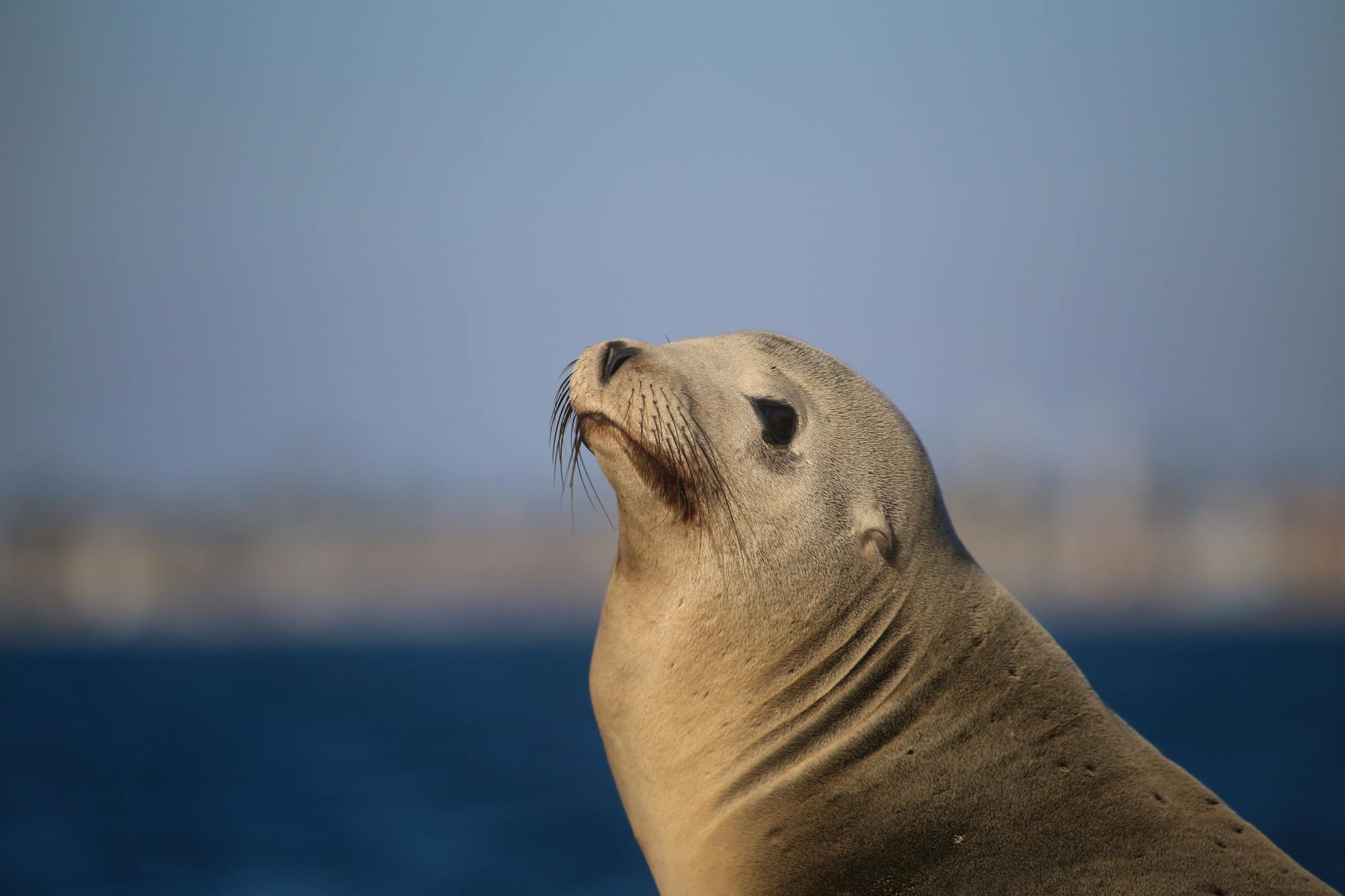 Stellar sea lion posing