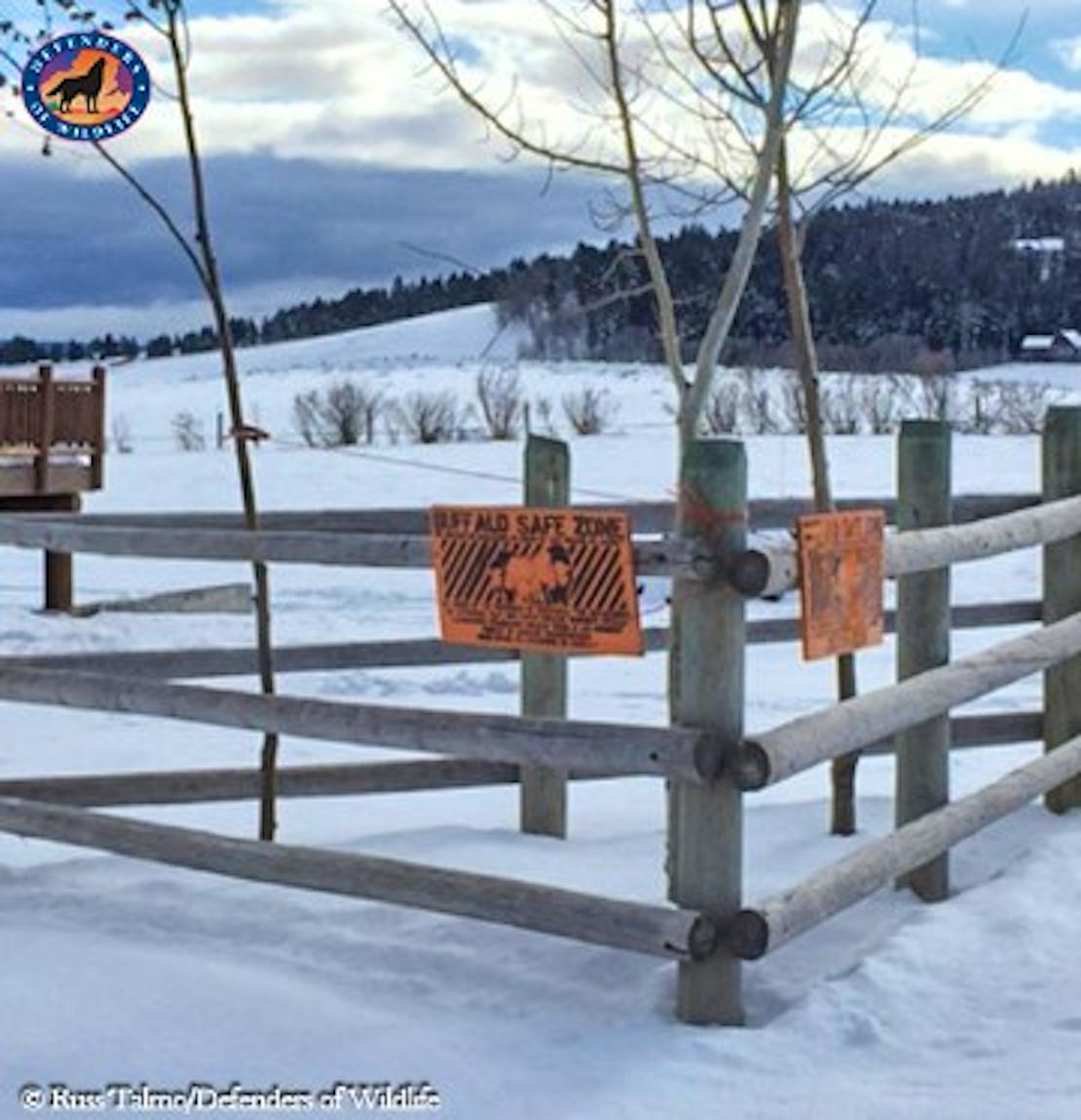 Bison Fence