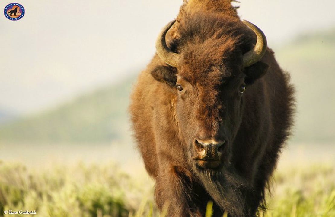 Bison