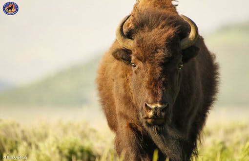 Bison