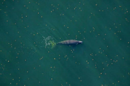 A right whale calf begins to surface amidst an ocean of cannonball jellyfish. Photo taken off Amelia Island, FL — January 6, 2019. Photo Courtesy of Florida Fish and Wildlife Conservation Commission, taken under NOAA permit 20556–01.