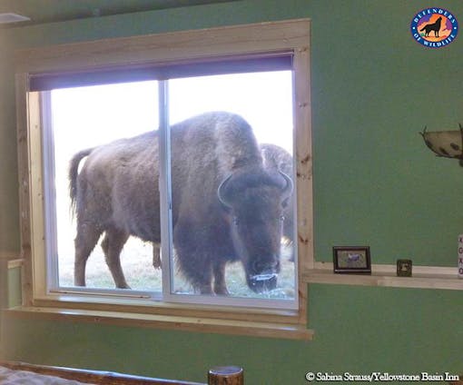 Bison in Window