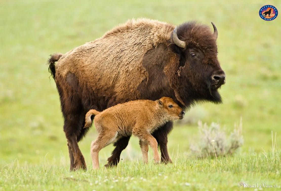 Bison with baby