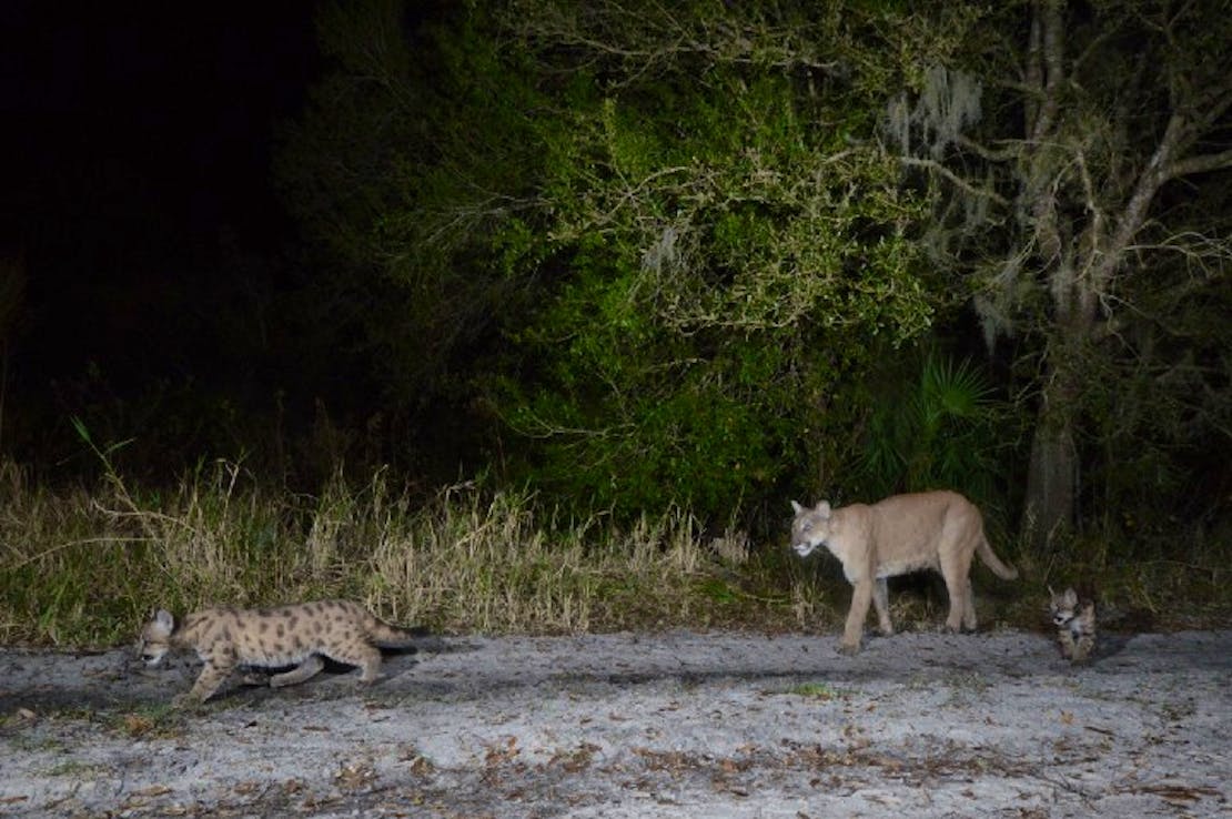 Panther with kittens