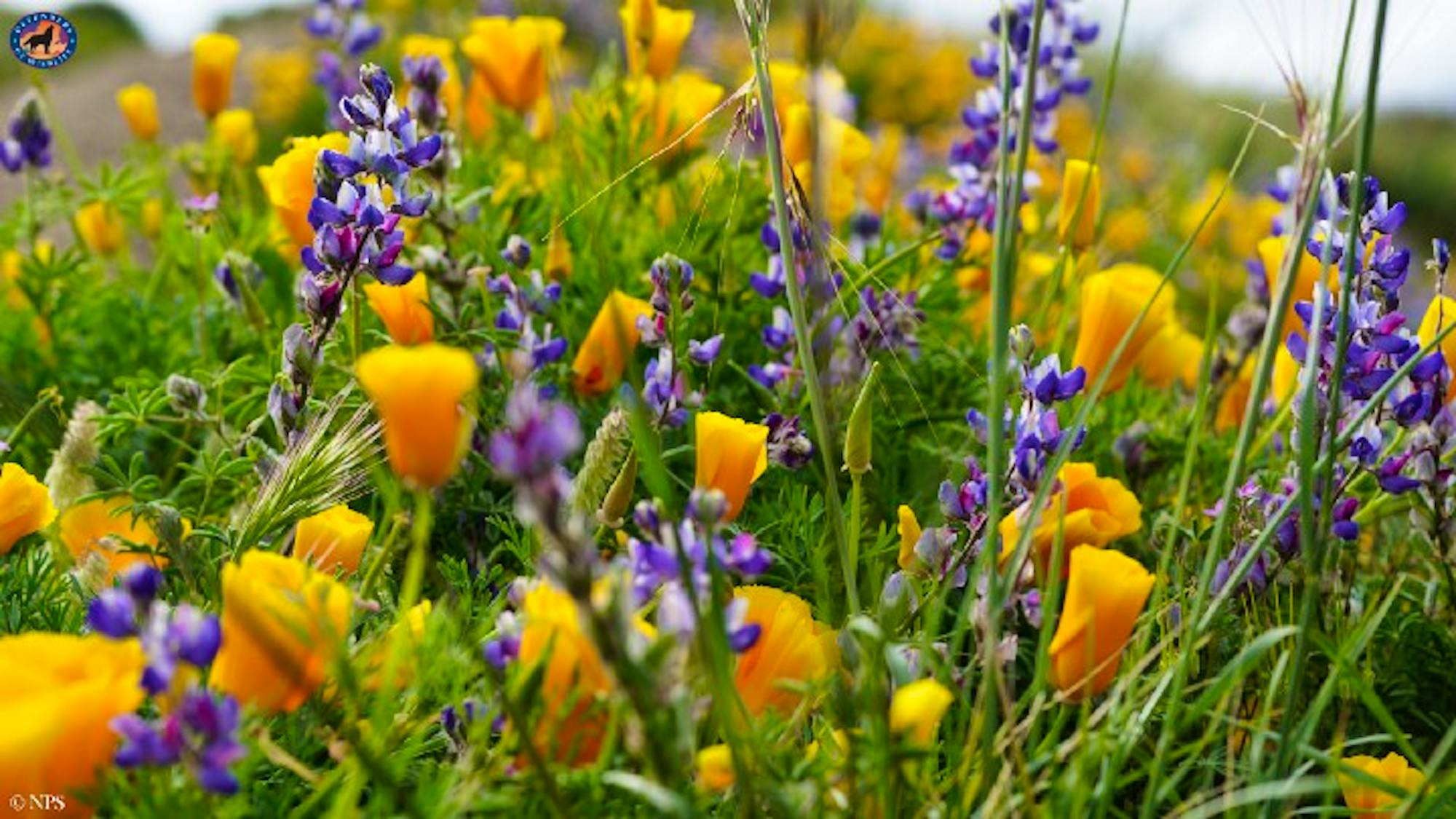 California Wildflowers