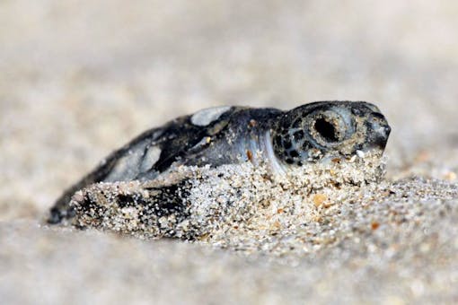 Green sea turtle hatchling at Archie Carr National Wildlife Refuge