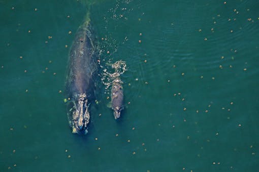 Right whale Catalog #2791 and her less than 2-week-old calf sighted 10 nautical miles off Fernandina Beach, FL — January 6, 2019. Photo Courtesy of Florida Fish and Wildlife Conservation Commission, taken under NOAA permit 20556–01