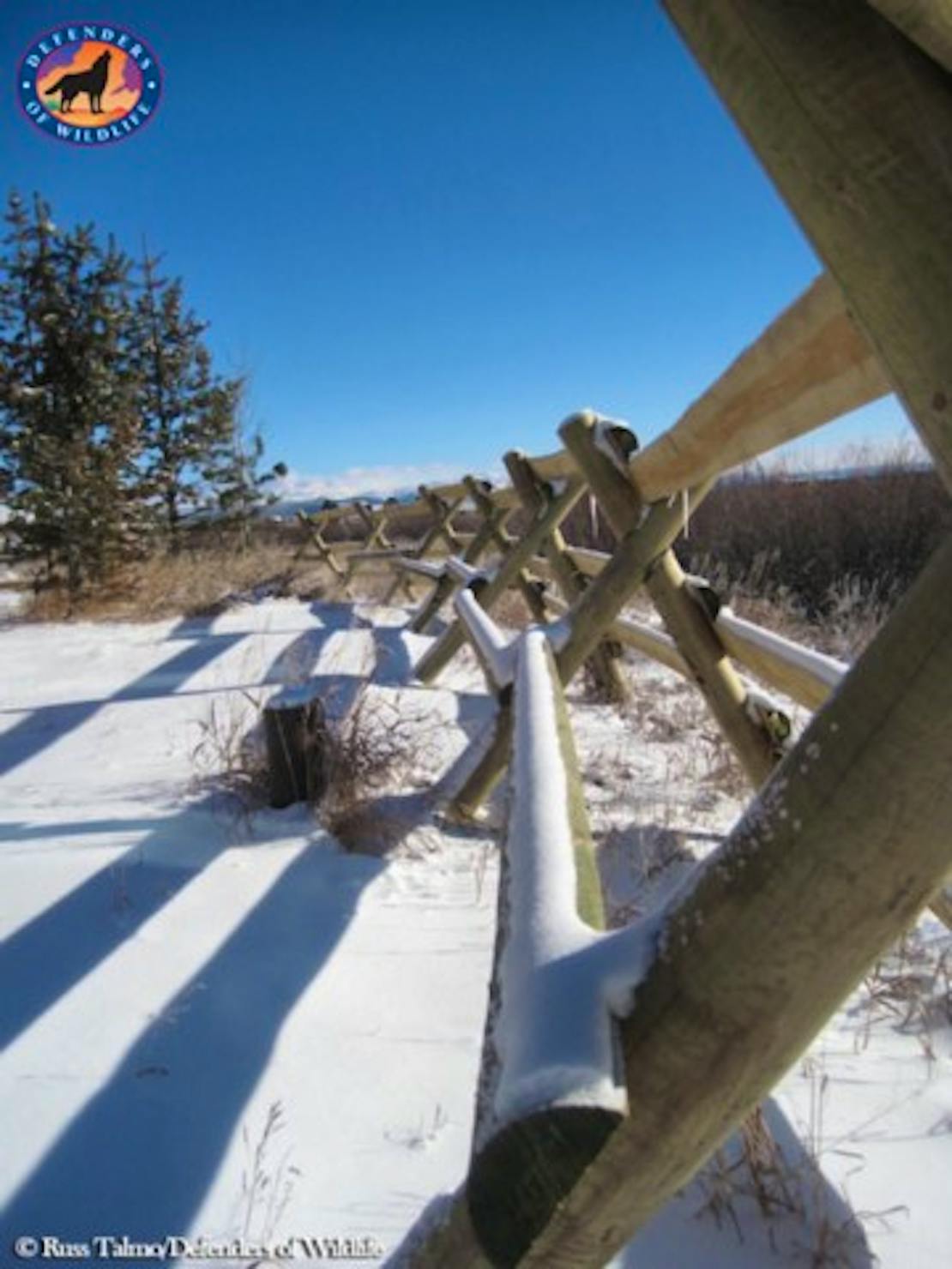 Bison Fence