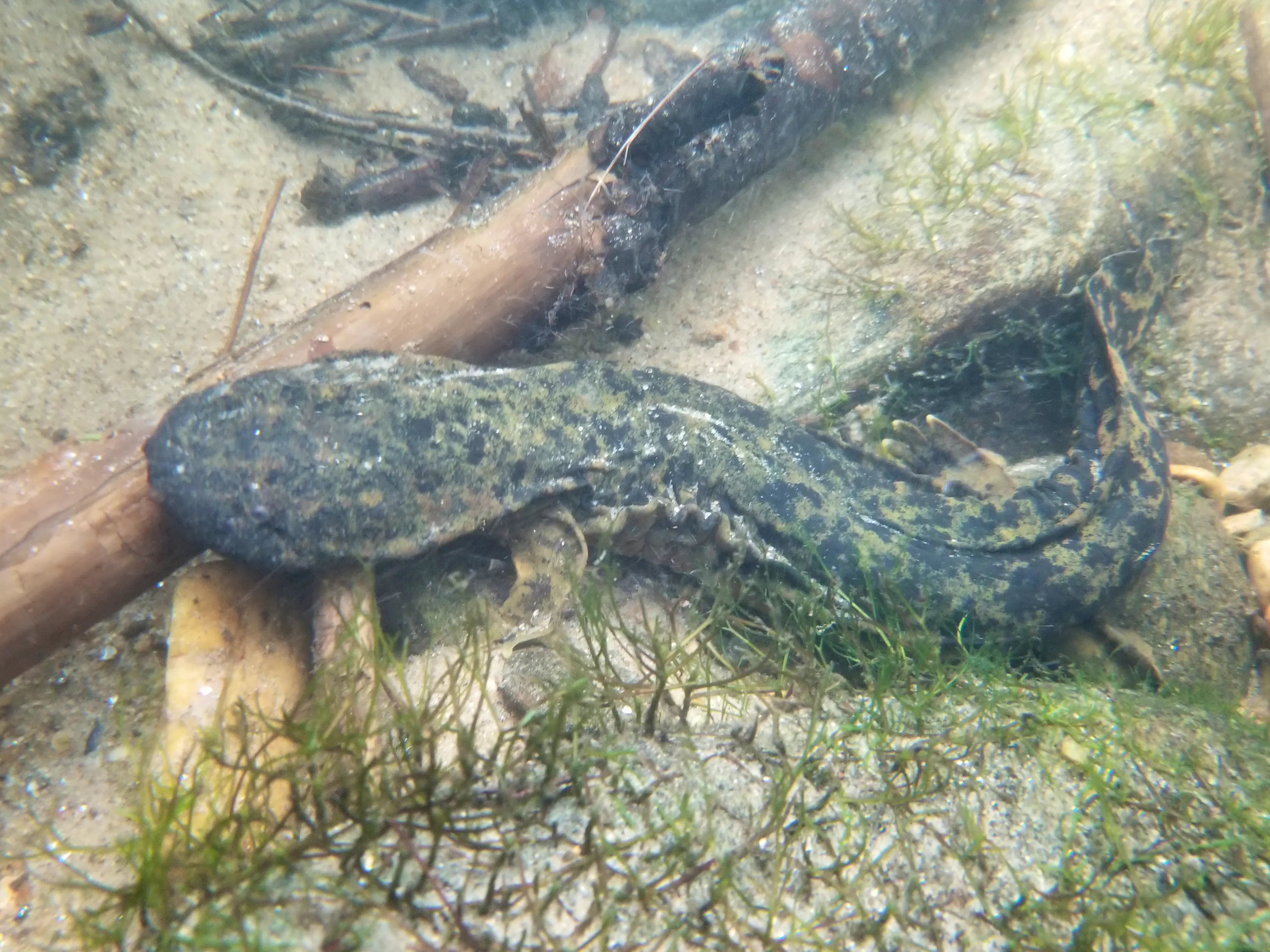 Hellbender