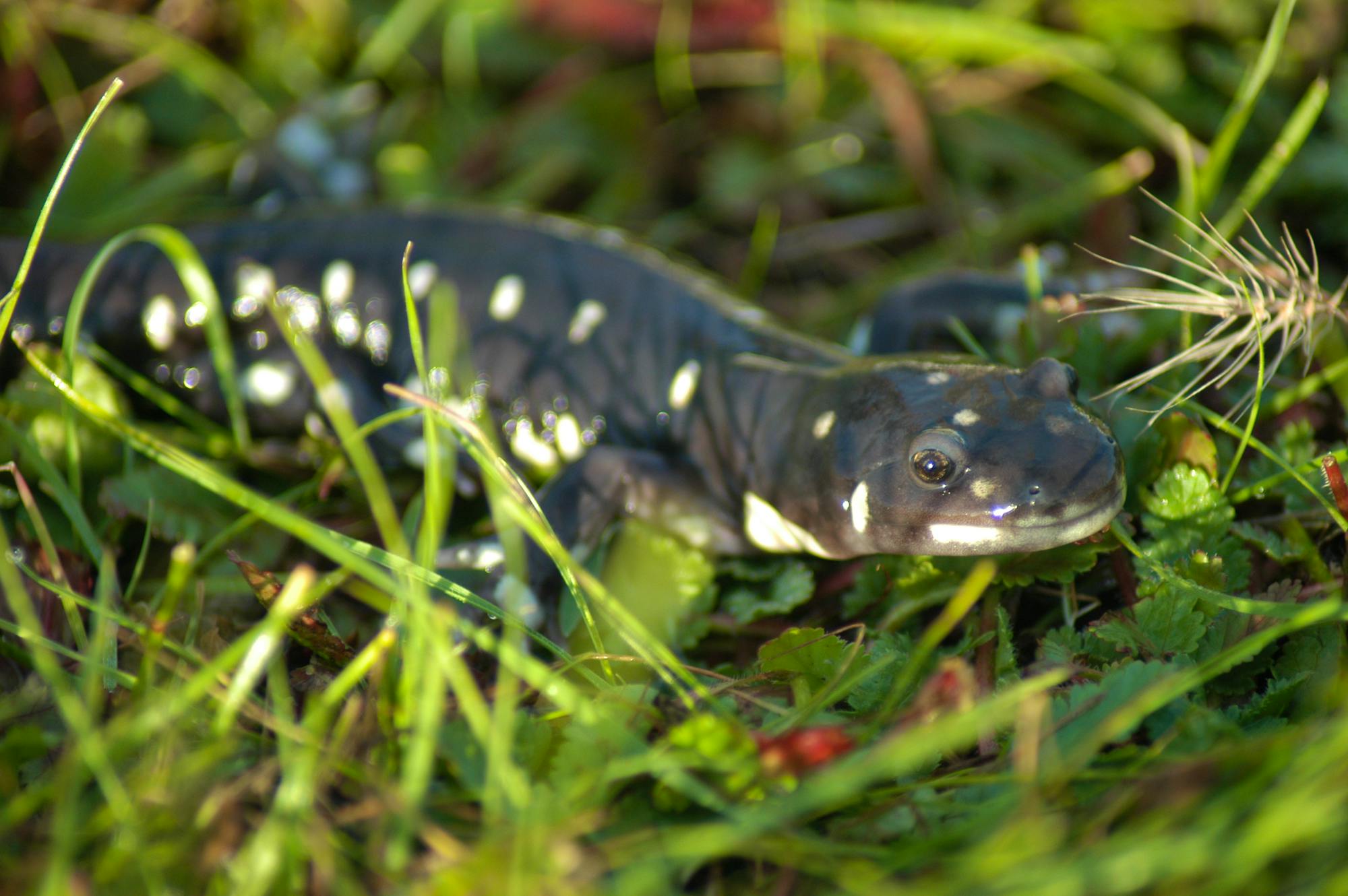 California Tiger Salamander