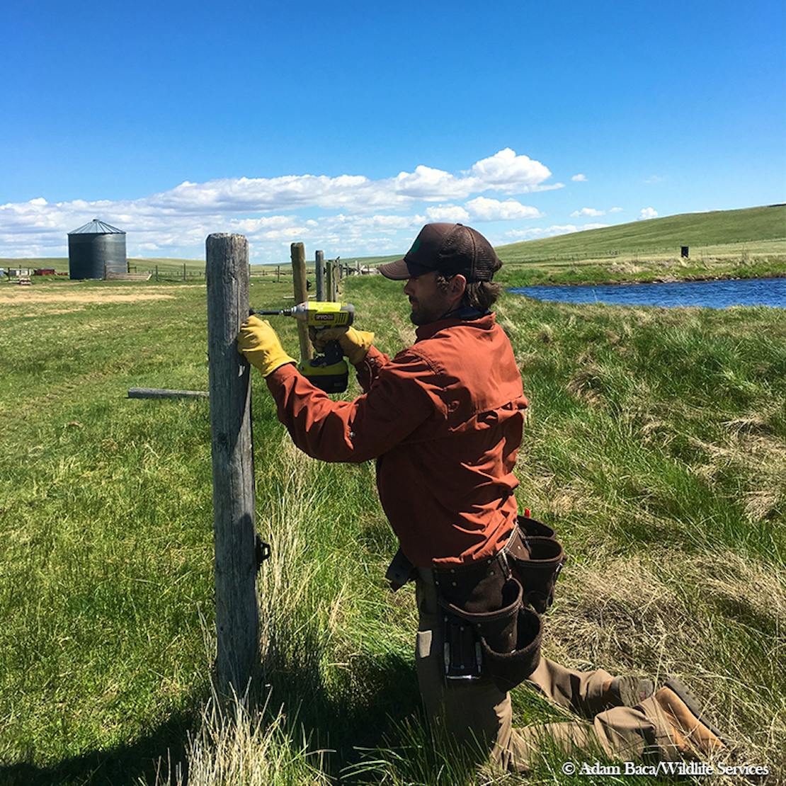 Putting up Fencing