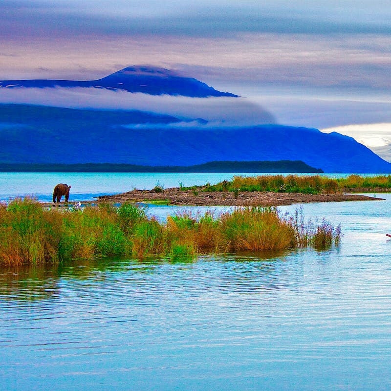 Brown Bear in Kenai Refuge Alaska