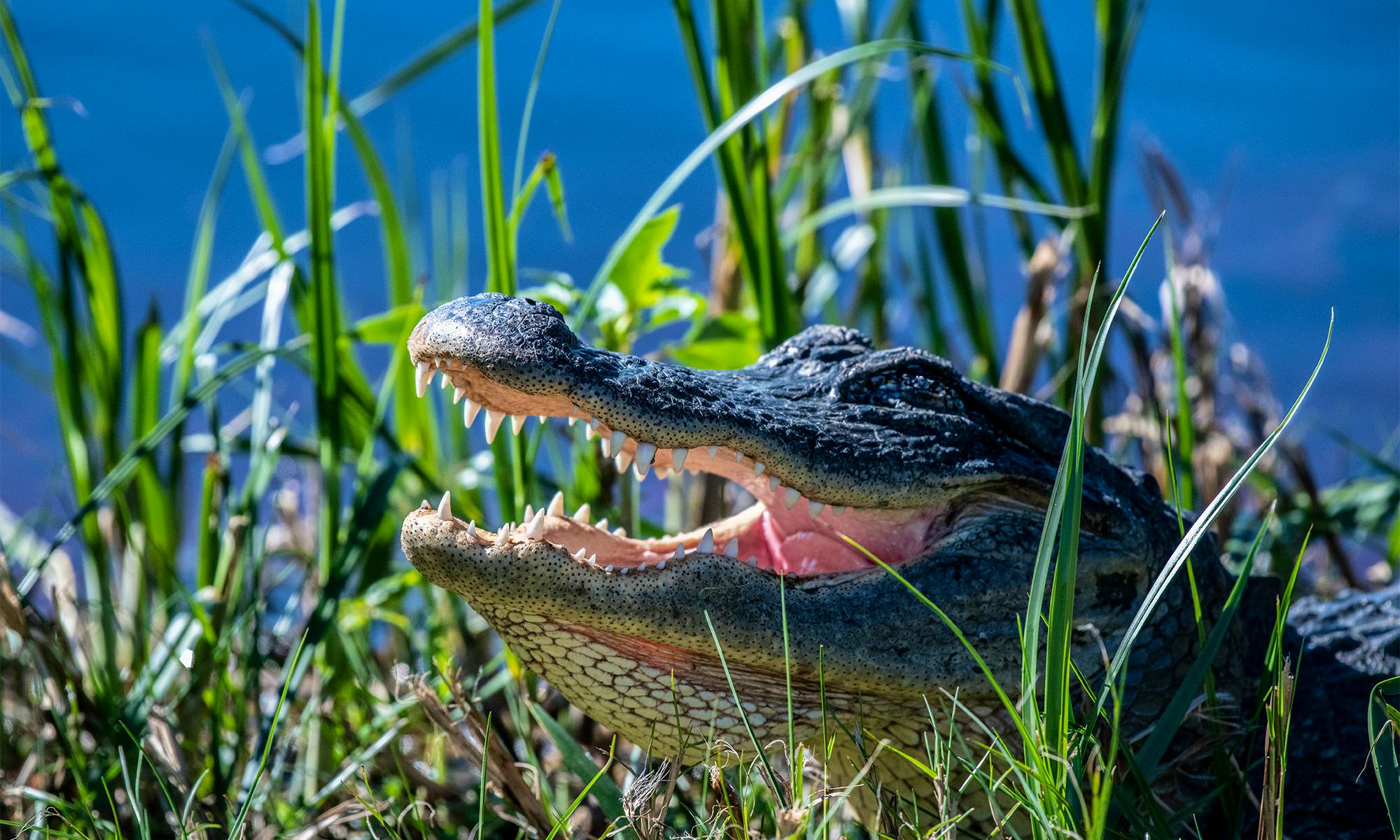 American Alligator