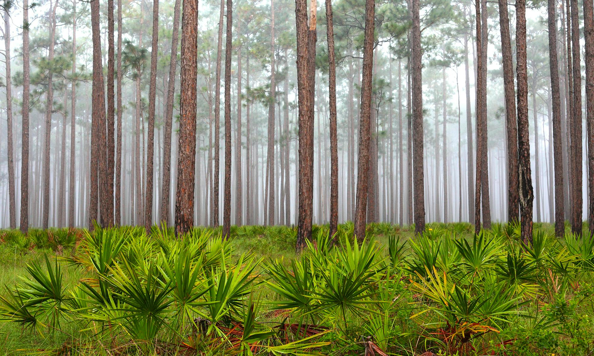 Apalachicola NF