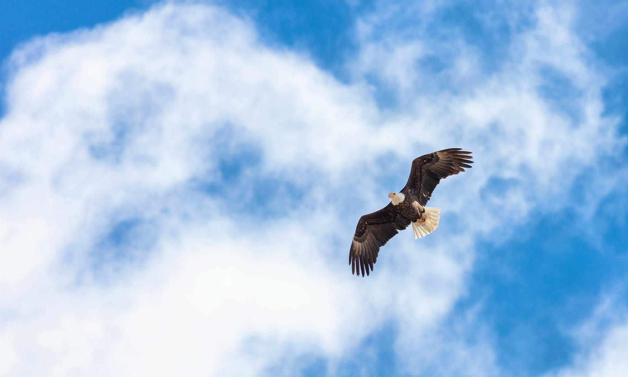 Bald Eagle Soaring