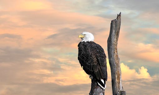 Bald Eagle at Sunset