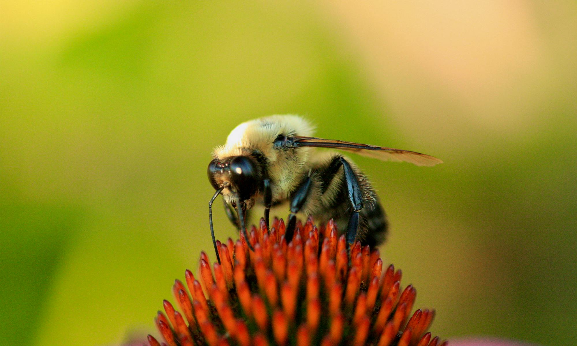 Bee on Flower