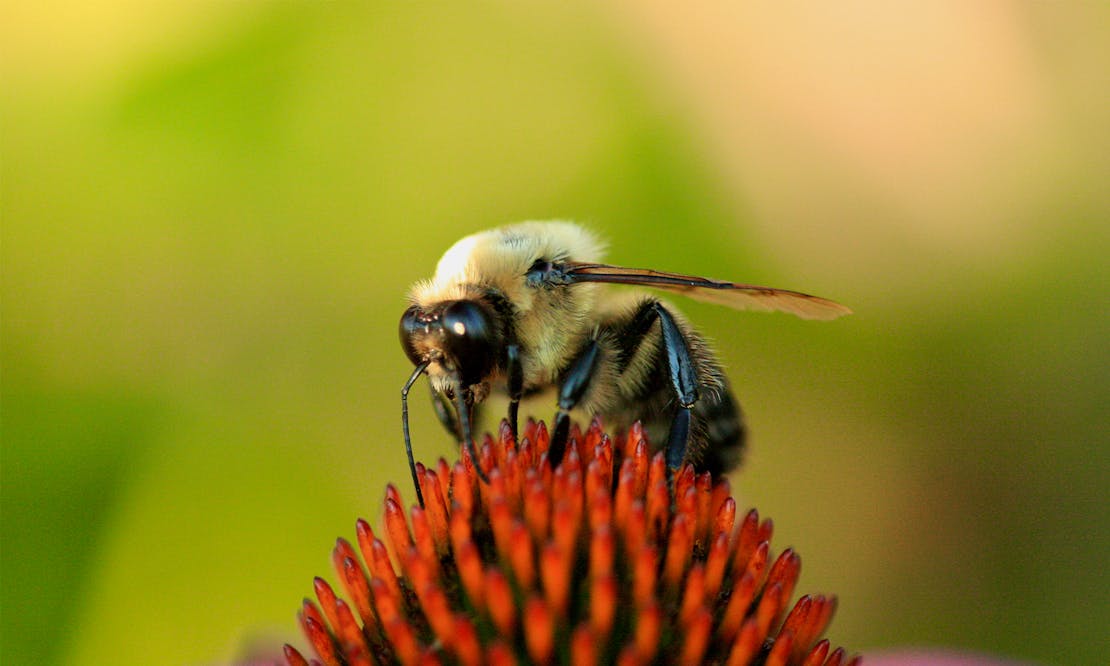 Bee on Flower