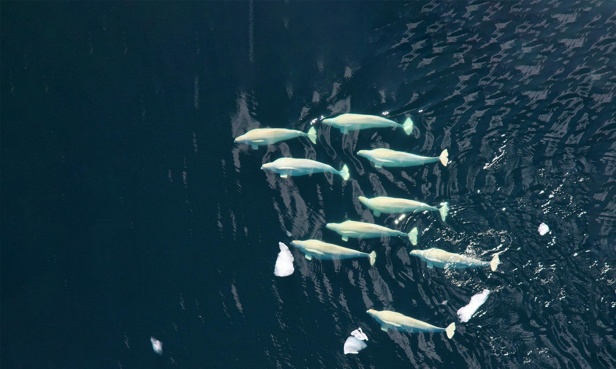 Beluga Whale Pod Chuckchi Sea