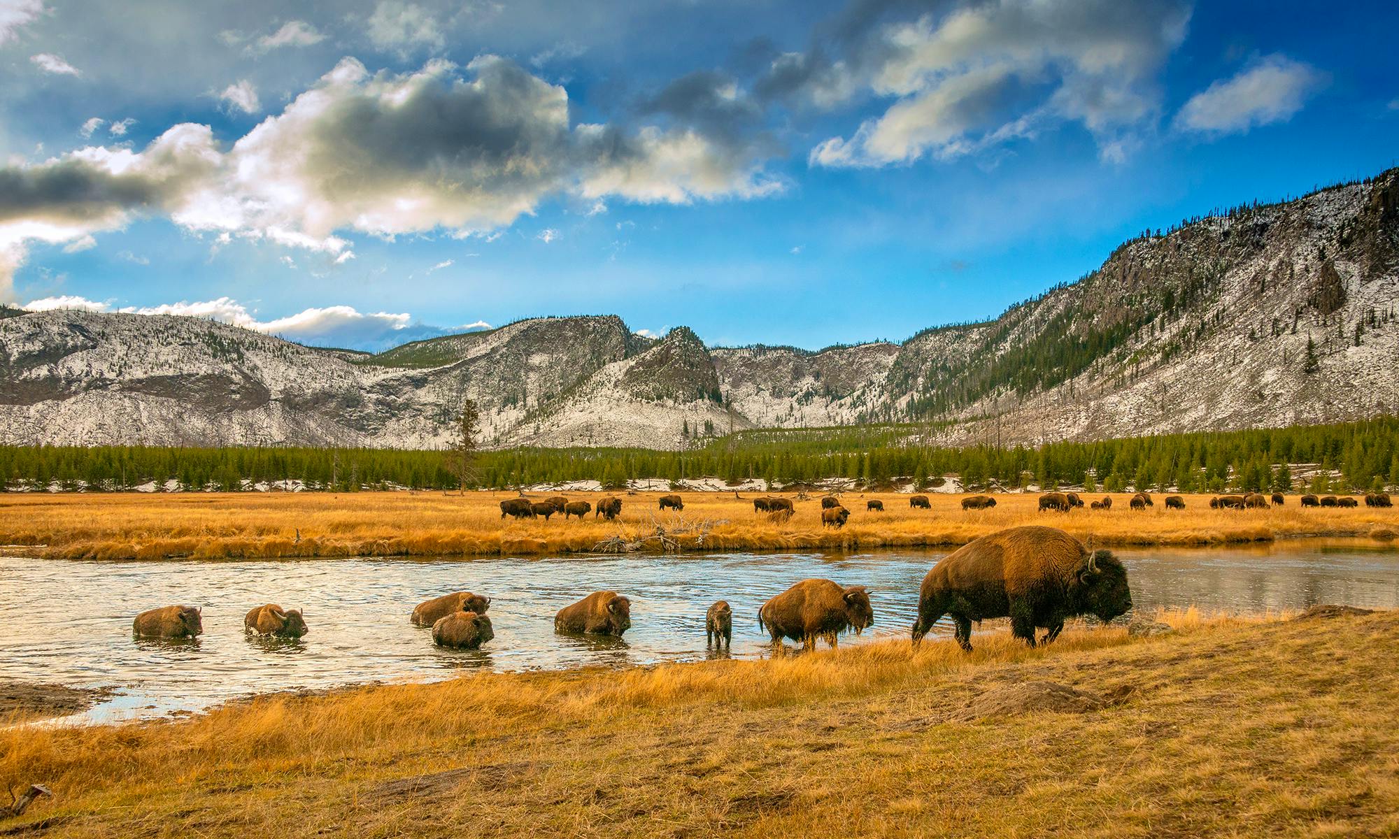 Bison Crossing River