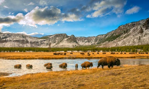 Bison Crossing River