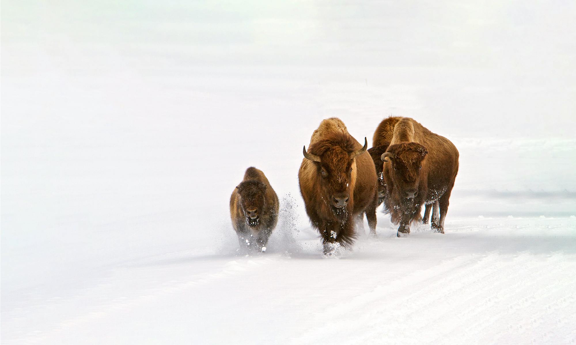 Bison in snow