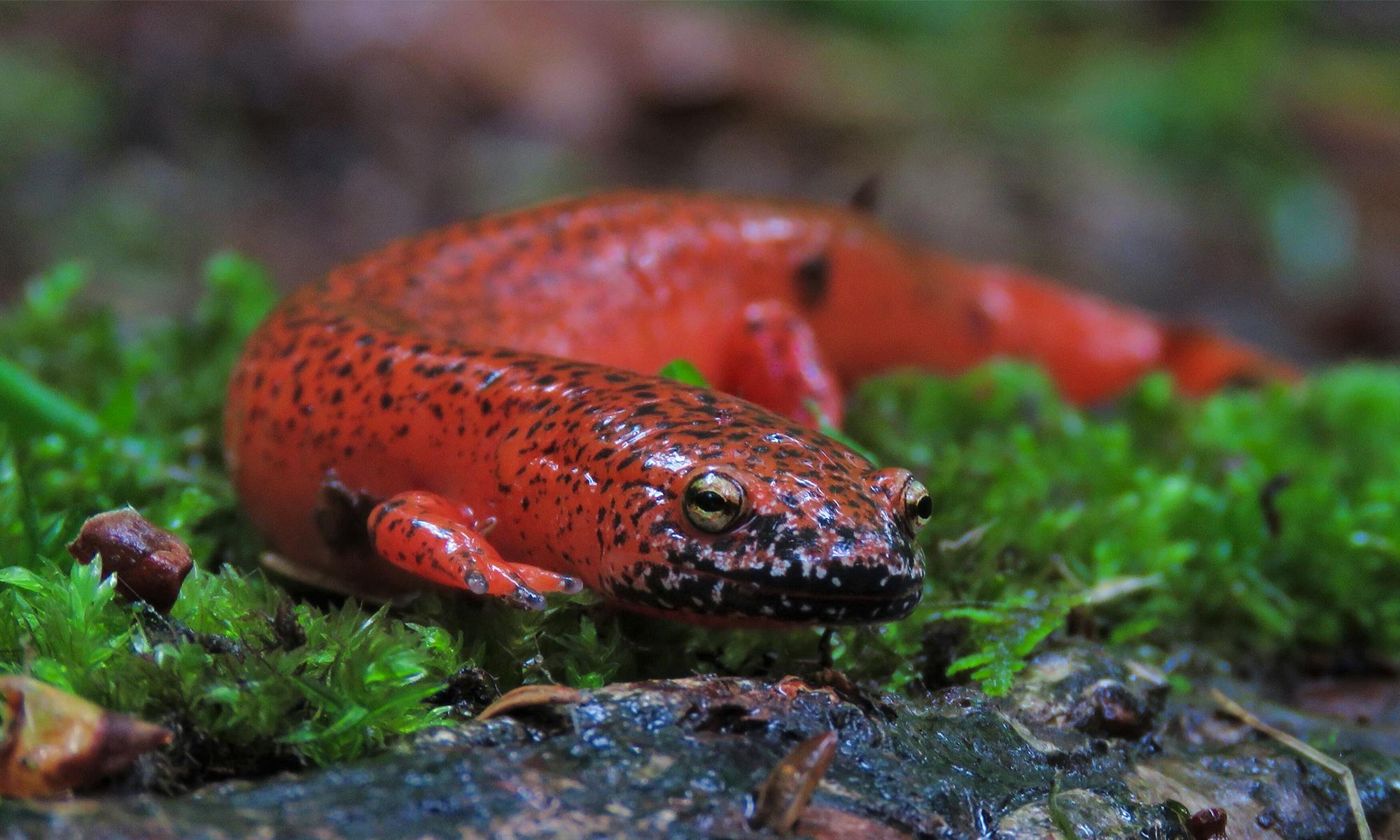 Black-chinned red salamander