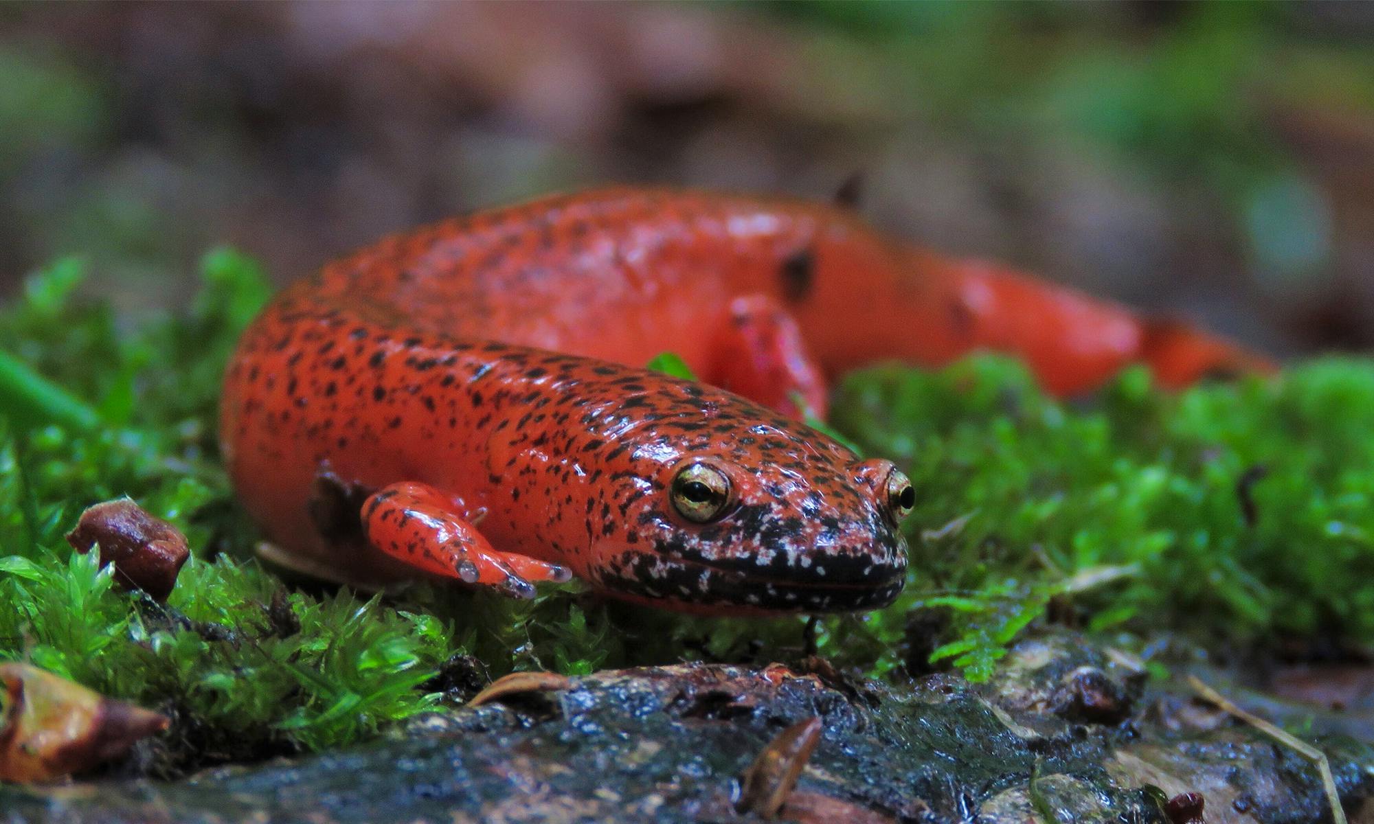 Black-chinned red salamander