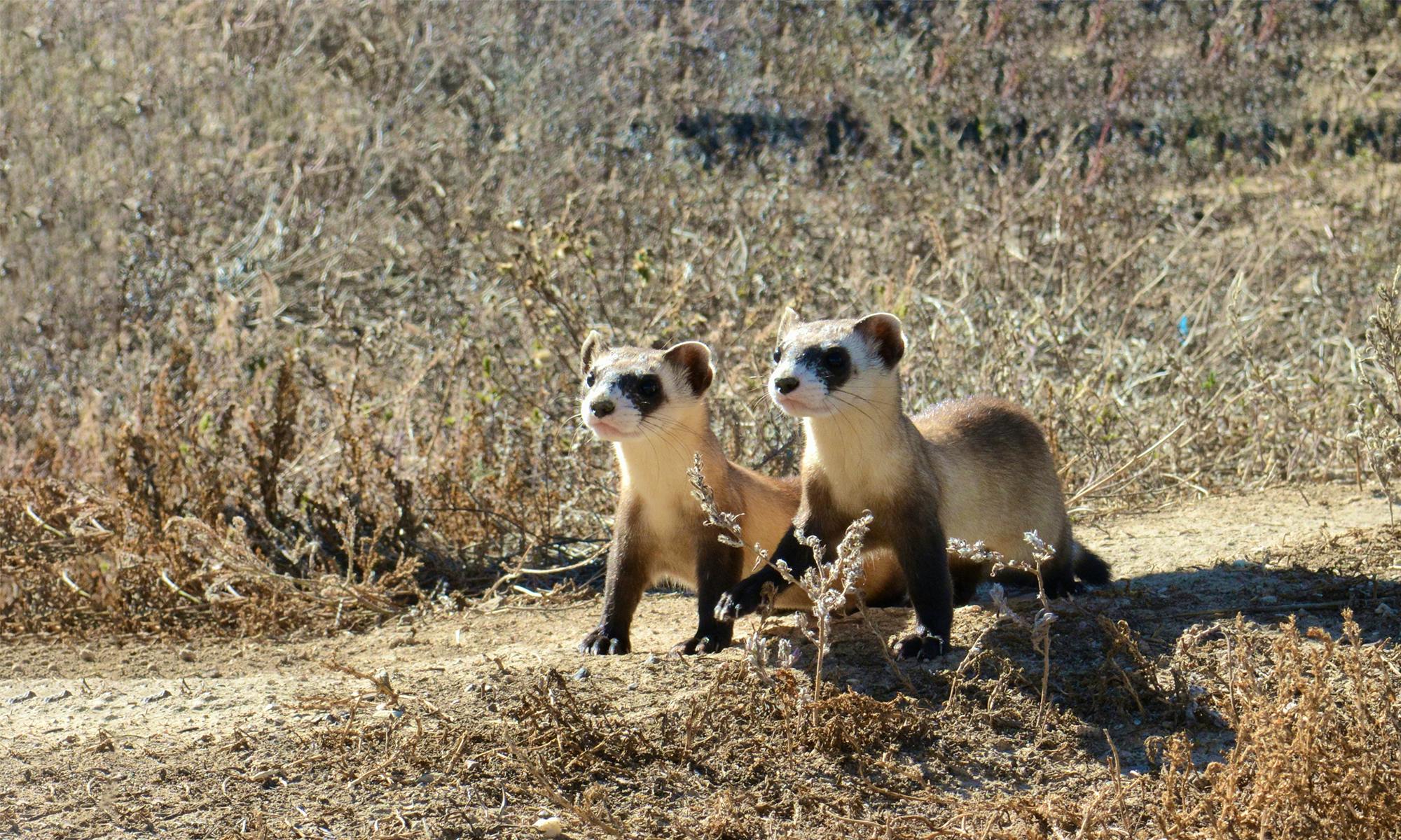 Black-footed ferret kits