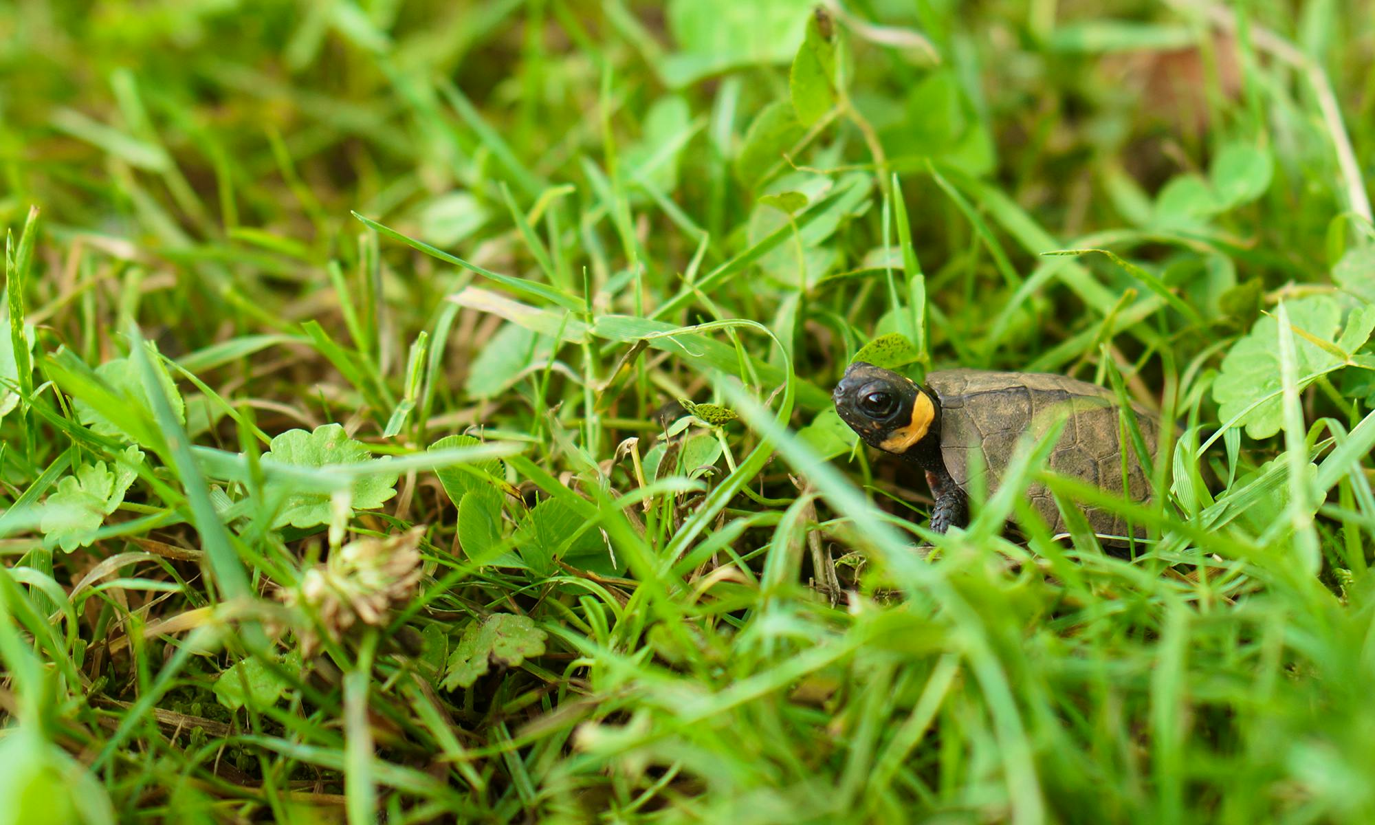 Young Bog Turtle in Grass