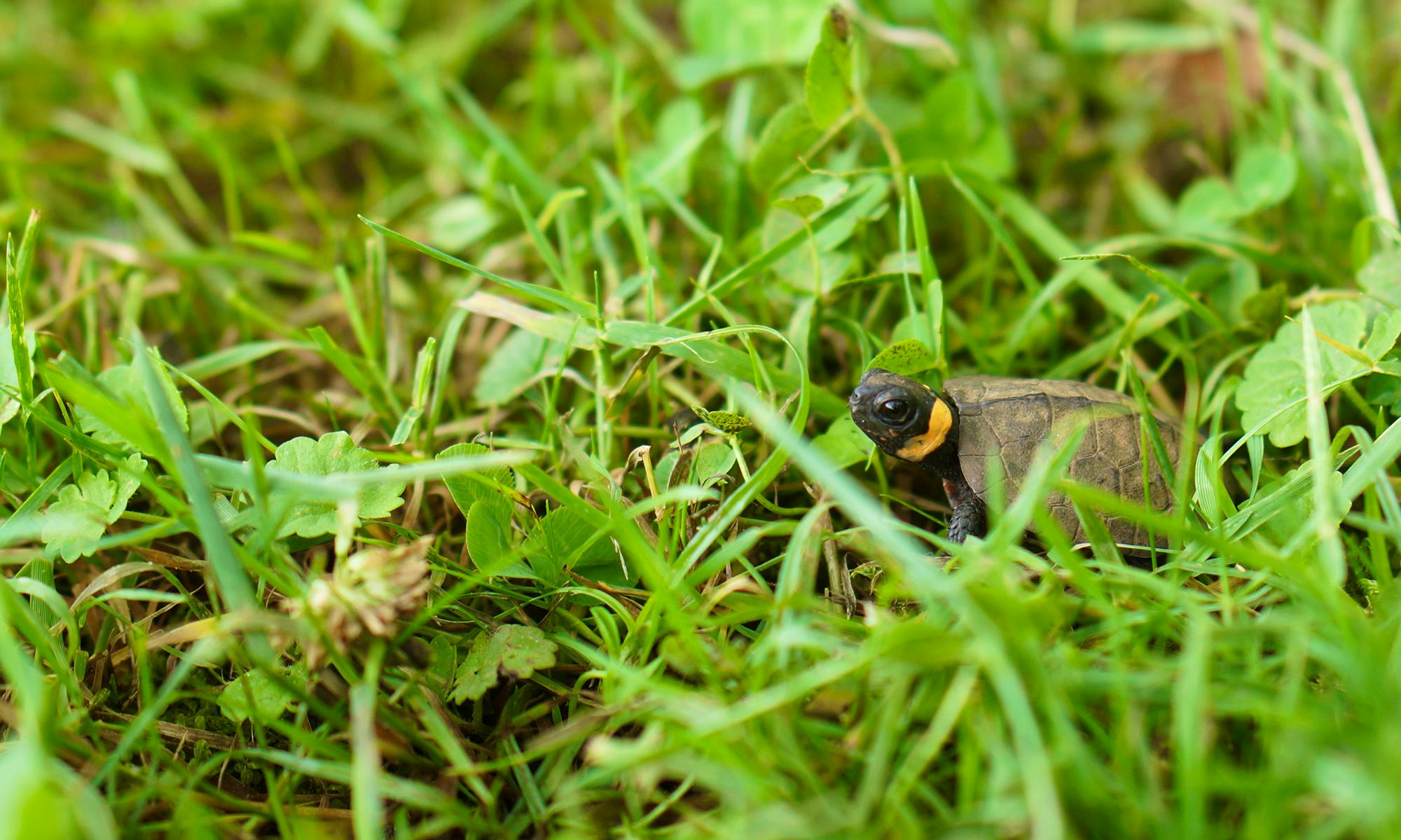 Young Bog Turtle in Grass