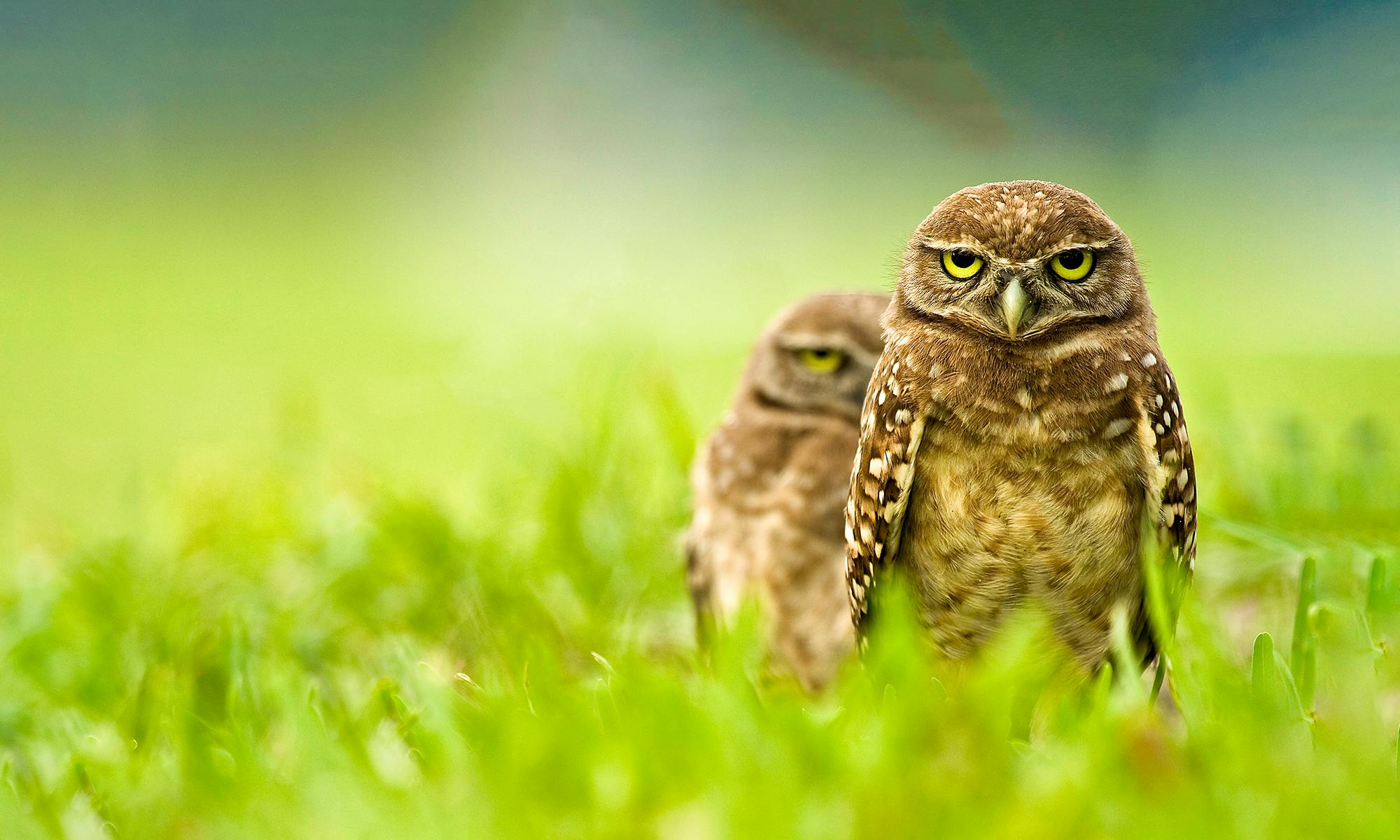 Burrowing Owls