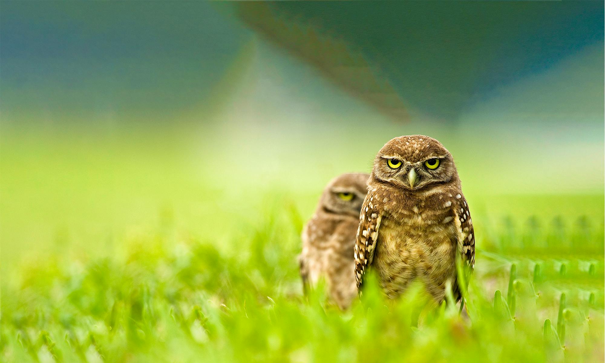 Burrowing Owls