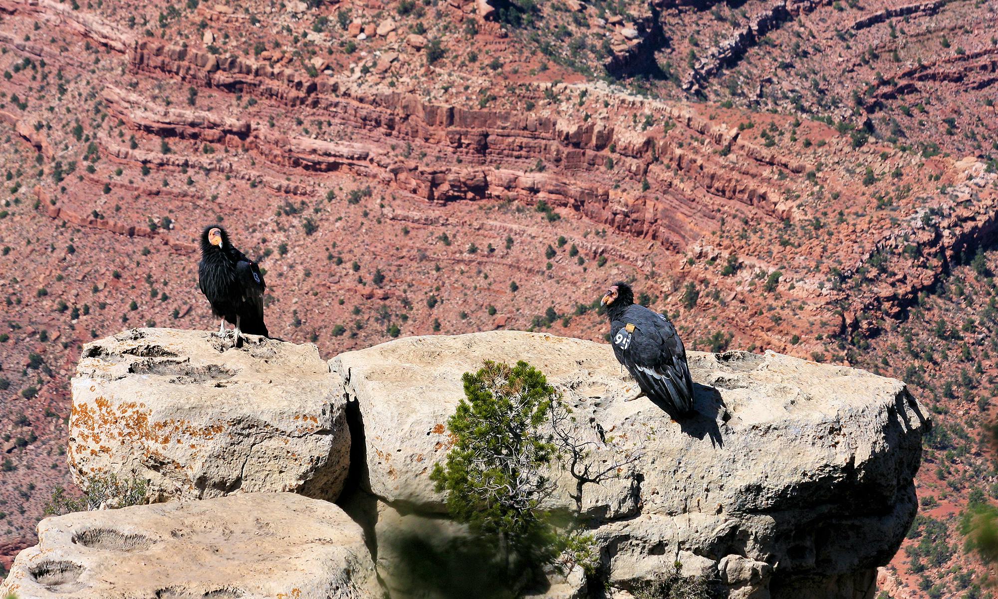 California Condors