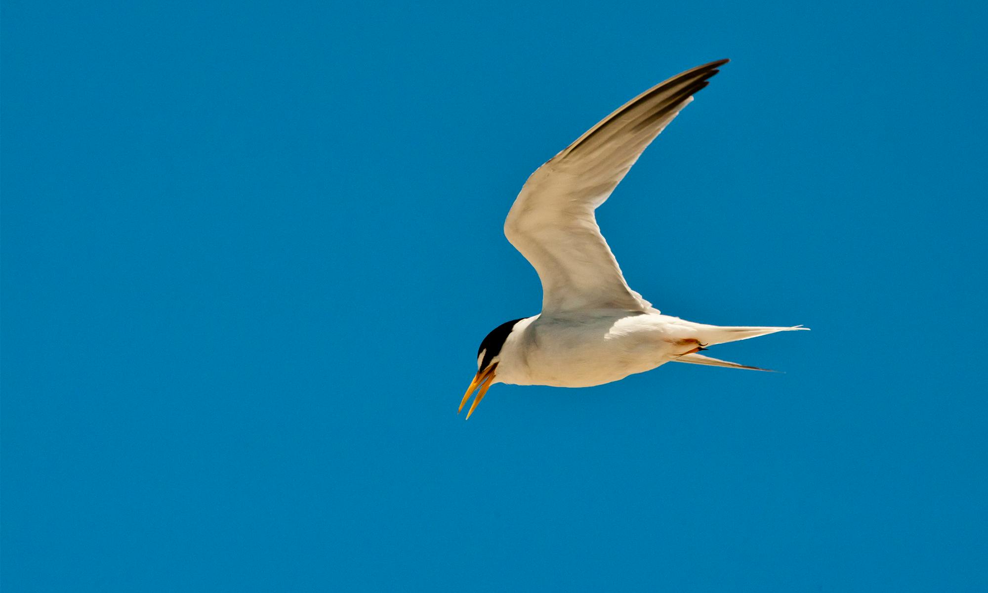 California Least tern adult