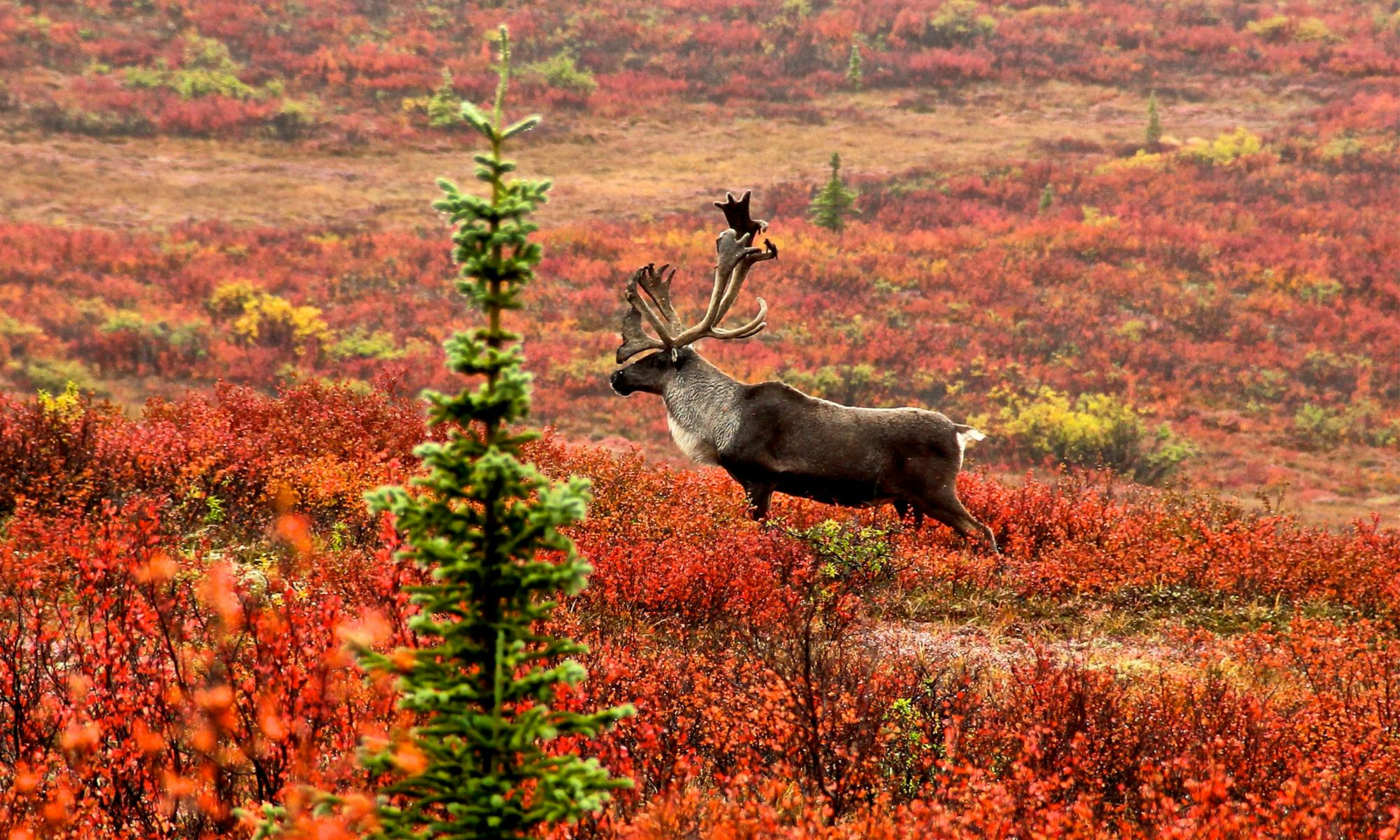 Caribou in Denali