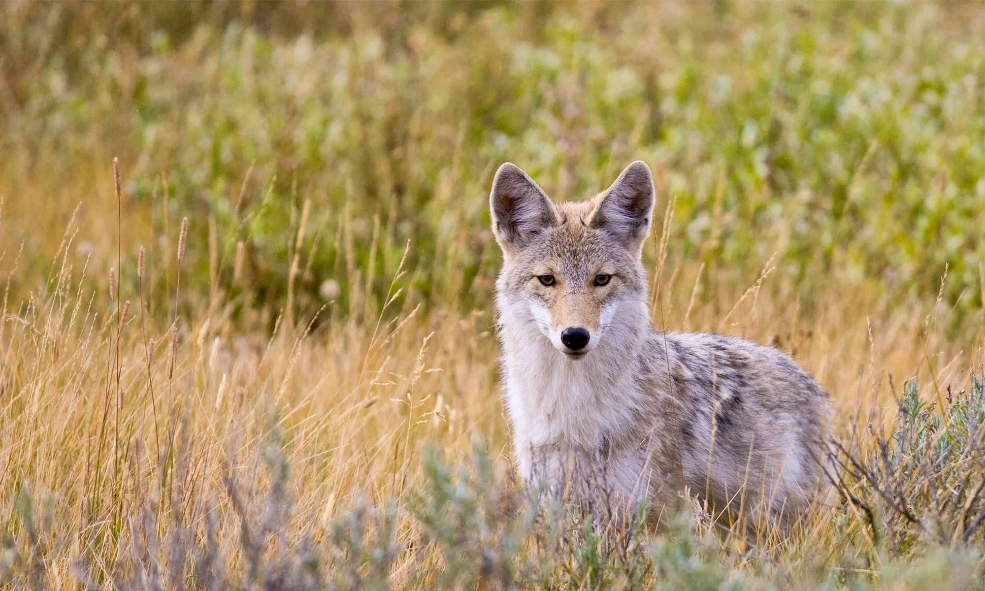 Coyote