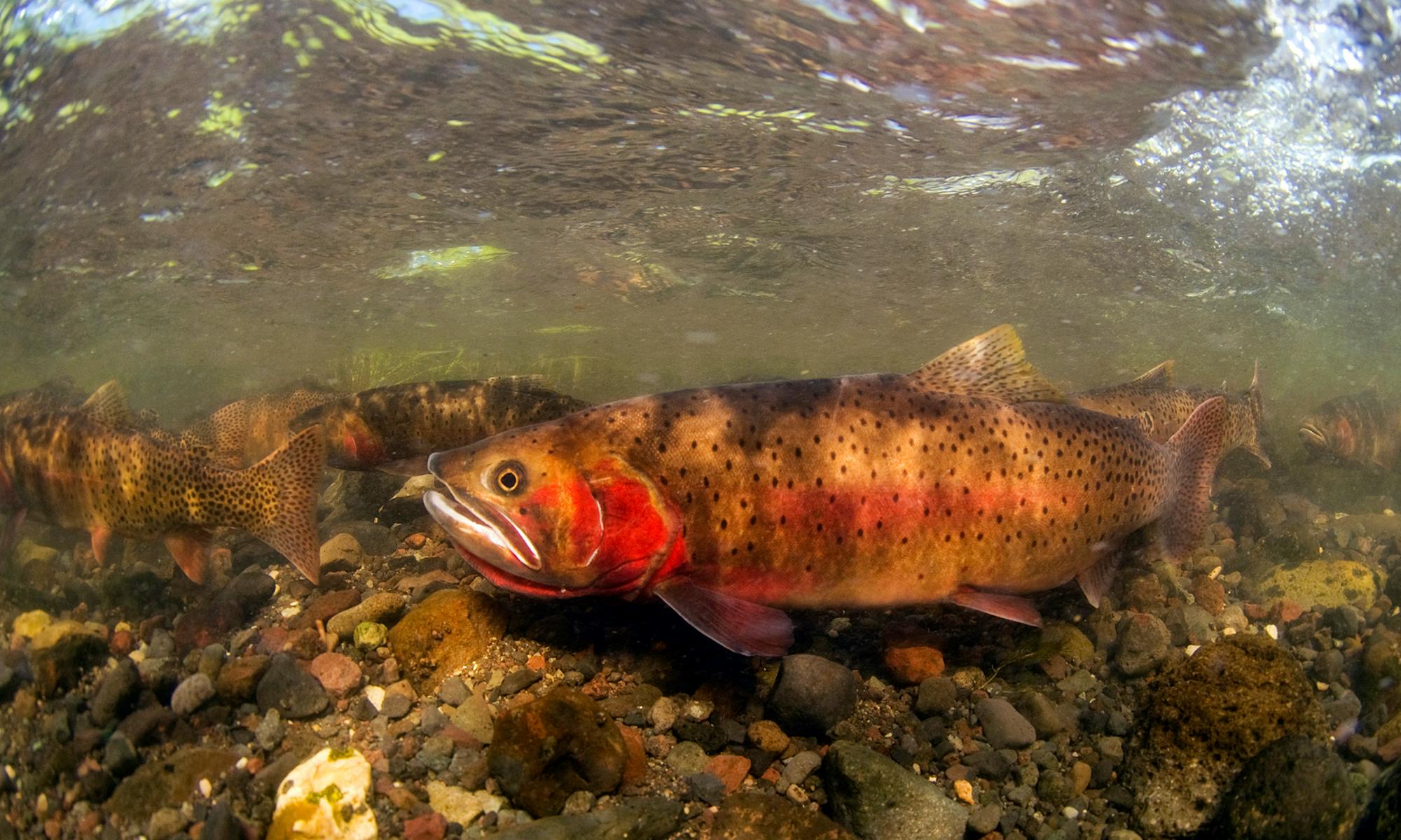Spawning Cutthroat Trout