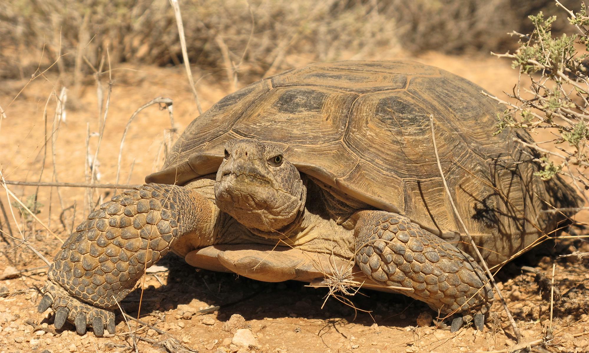 Desert Tortoise