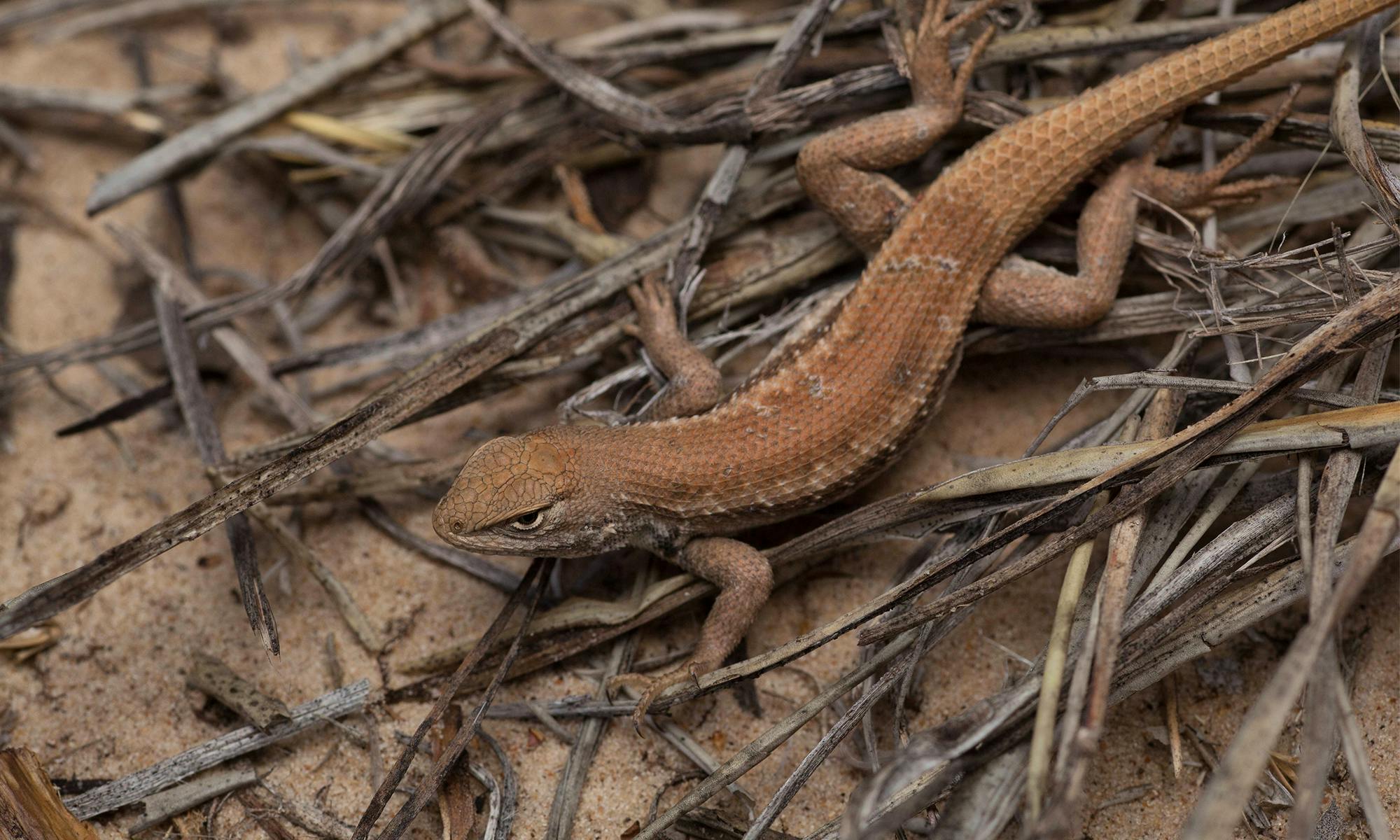 Dunes Sagebrush Lizard