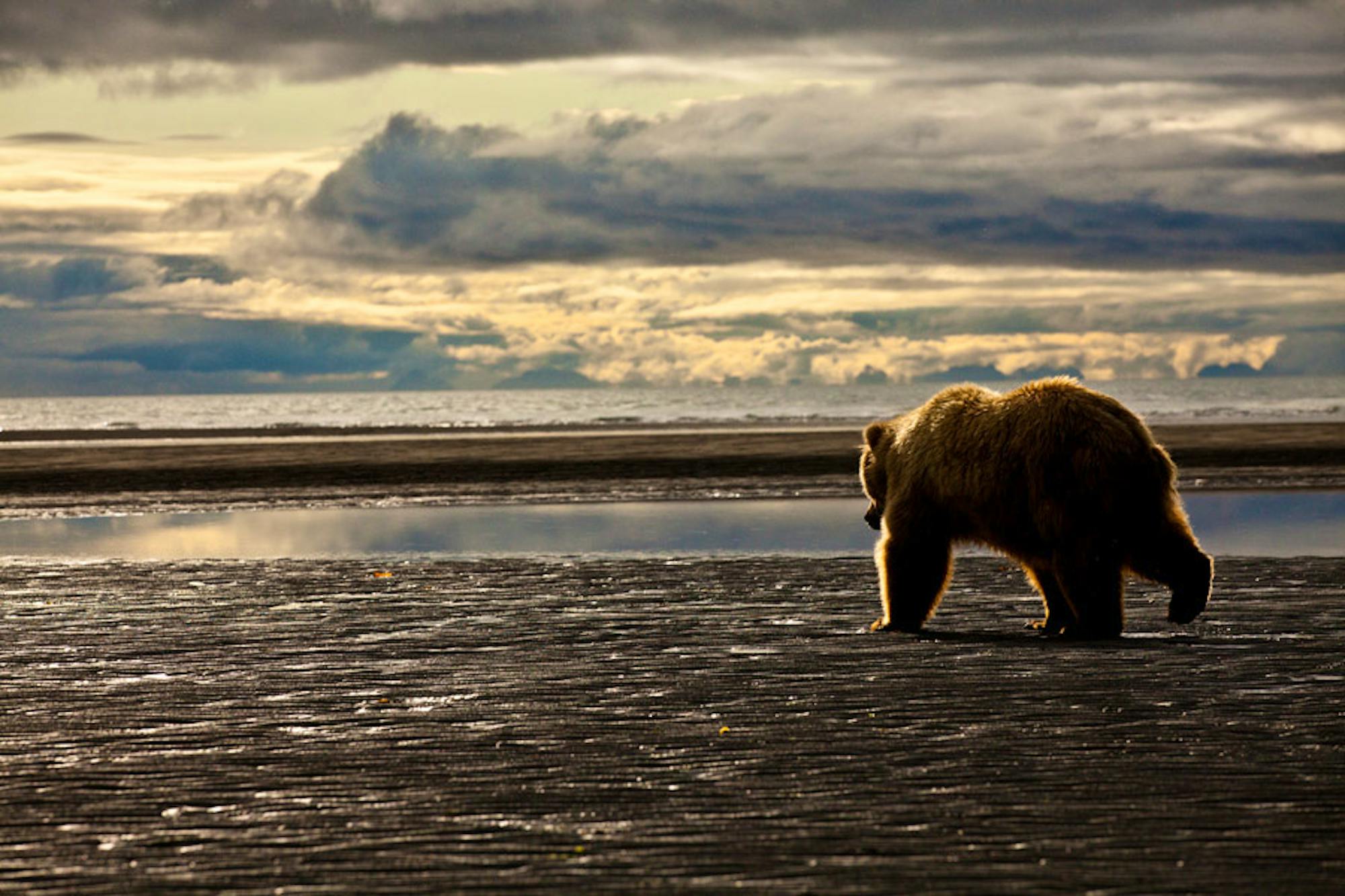 Grizzly Bear in Alaska