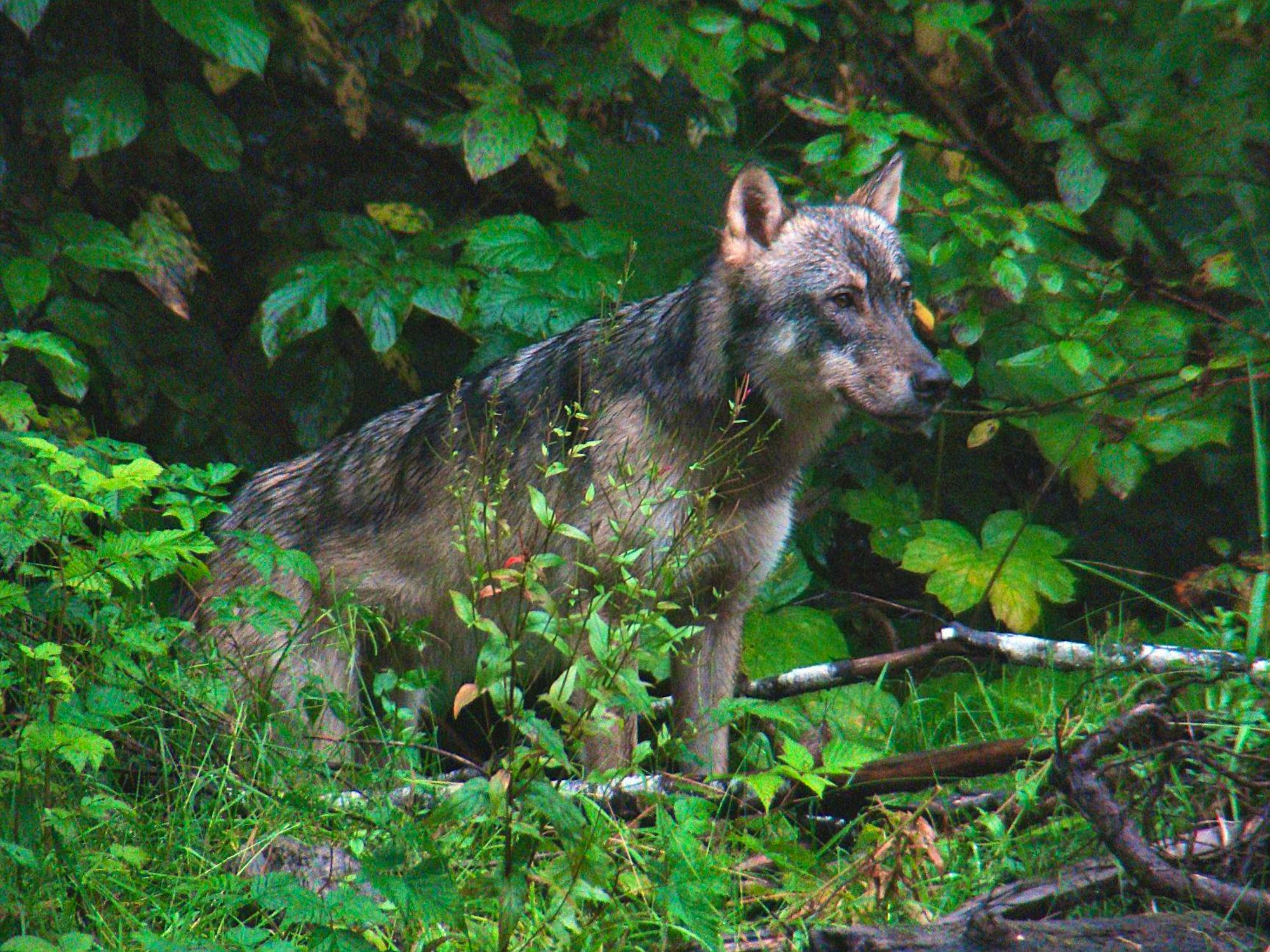 Wolf in the Tongass