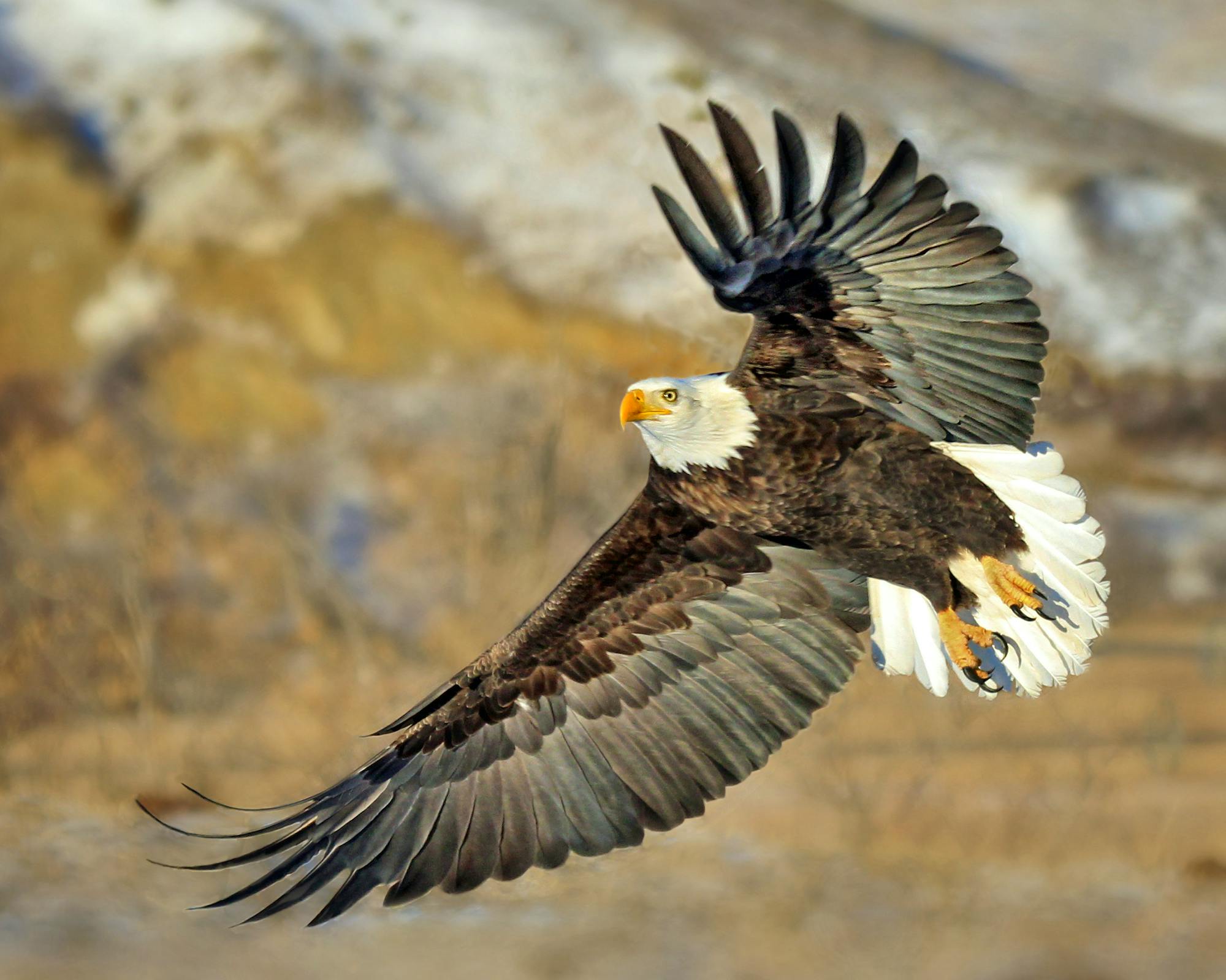 Bald Eagle