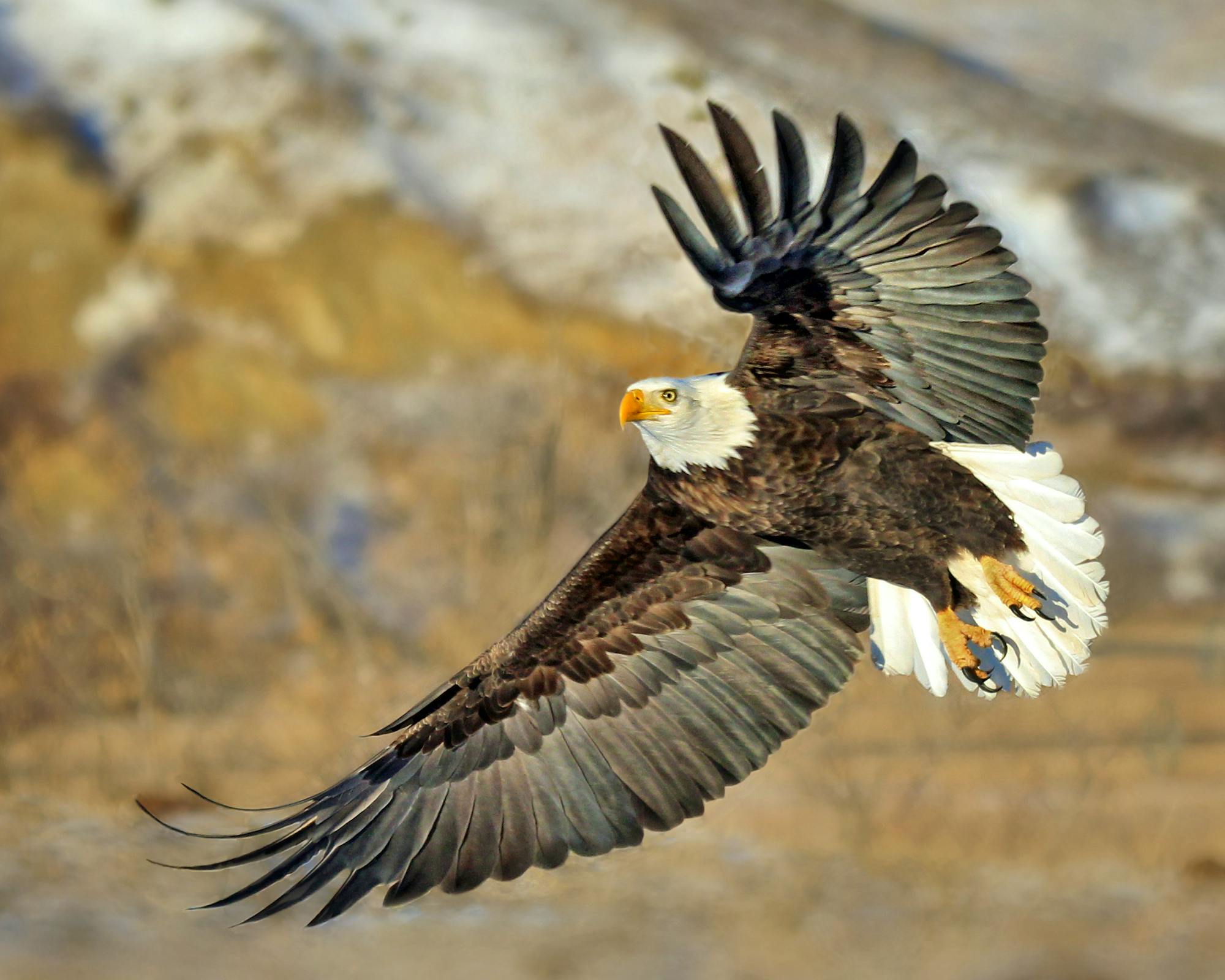 Bald Eagle