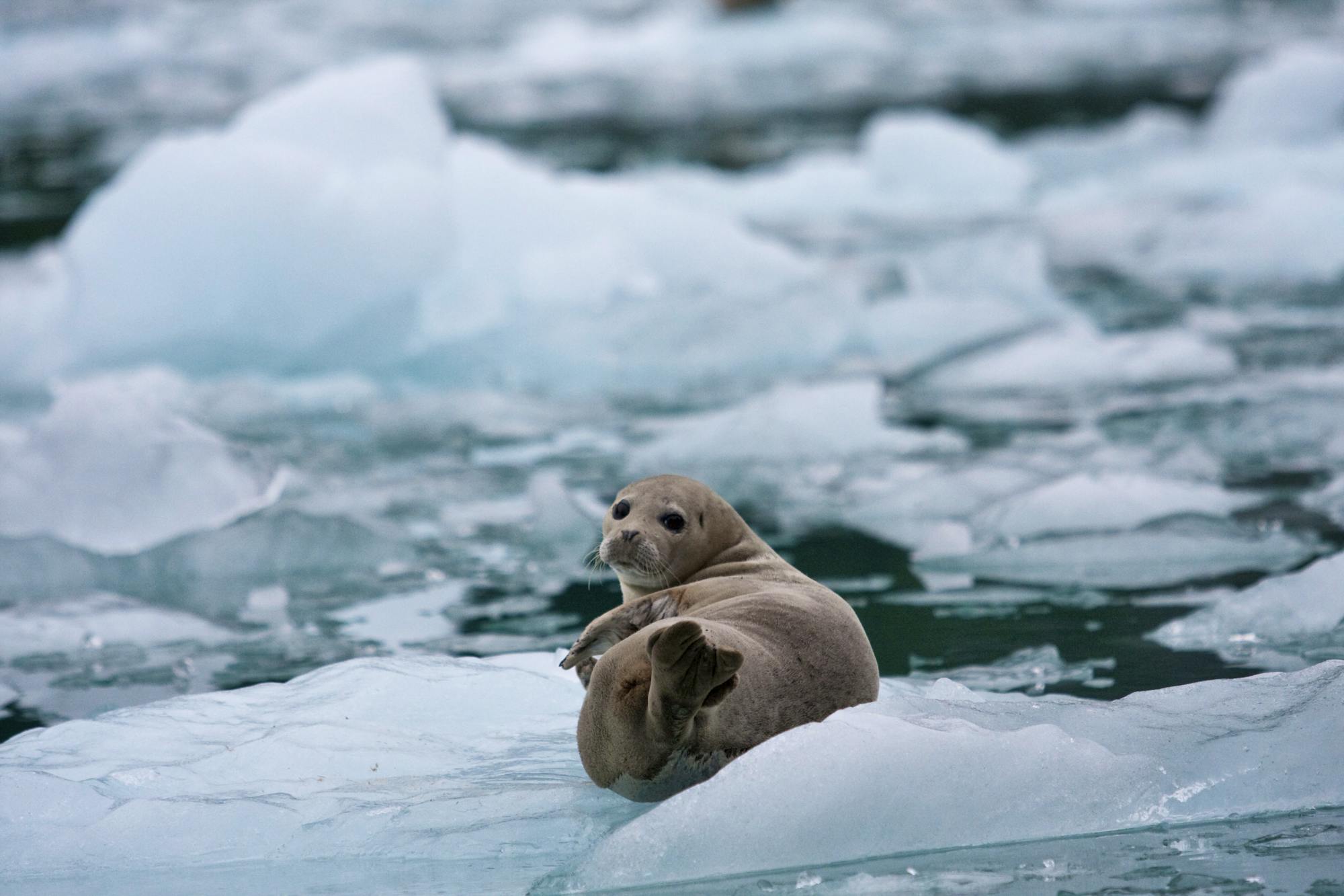 seal hanging out in the opening of the LeConte Glacier Bay in South East Alaska.